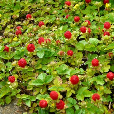 Перстач, дюшенія індійська (Duchesnea indica) Р9, фото 1