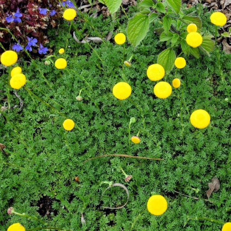 Саджанці Котуло (Cotula) Р9, фото 1