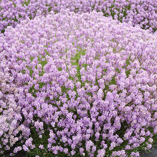 Саджанці Лаванди вузьколистої Розеа (Lavandula angustifolia Rosea) Р9