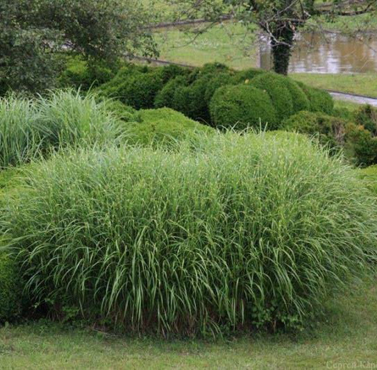 Саджанці Міскантуса малоколоскового Нанус Варієгата (Miscanthus Nanus Variegatus), фото 1