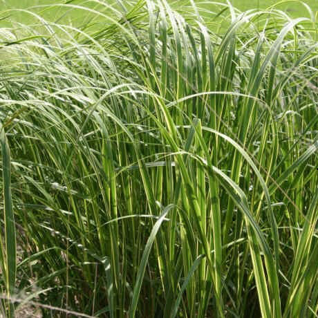 Саджанці Міскантуса Спартина  (Spartina), фото 1