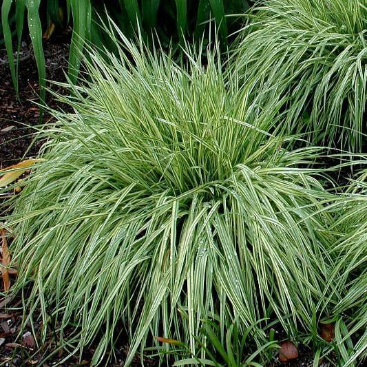 Саджанці Молинії блакитної Варієгата (Molinia caerulea Variegata) Р9