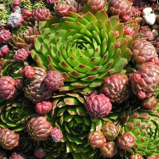 Саженцы Молодила кровельного (Sempervivum tectorum) Р9 - фото 1 - id-p646418720