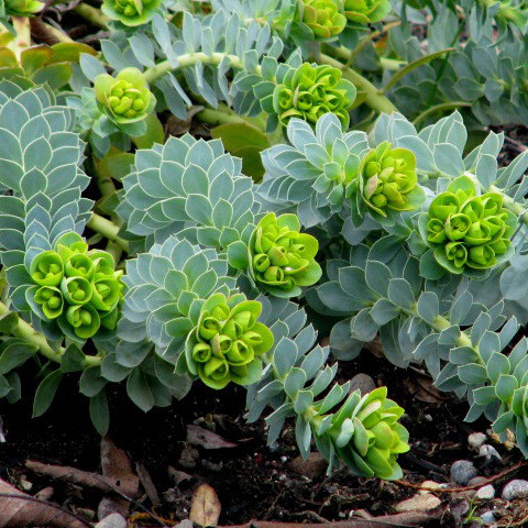 Саженцы Молочая миртолистного (Euphorbia myrsinites) Р9 - фото 1 - id-p646419309