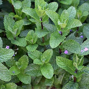 Саджанці М'яти полуничної (Mentha spicata Almira) Р9