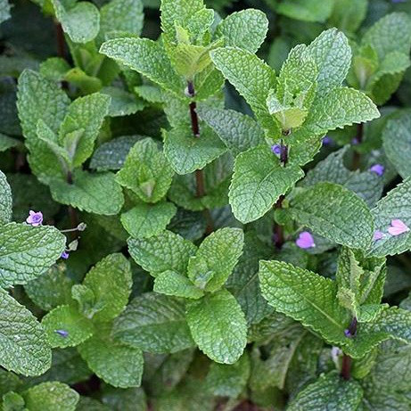 Саженцы Мяты клубничной (Mentha spicata Almira) Р9 - фото 1 - id-p646419499