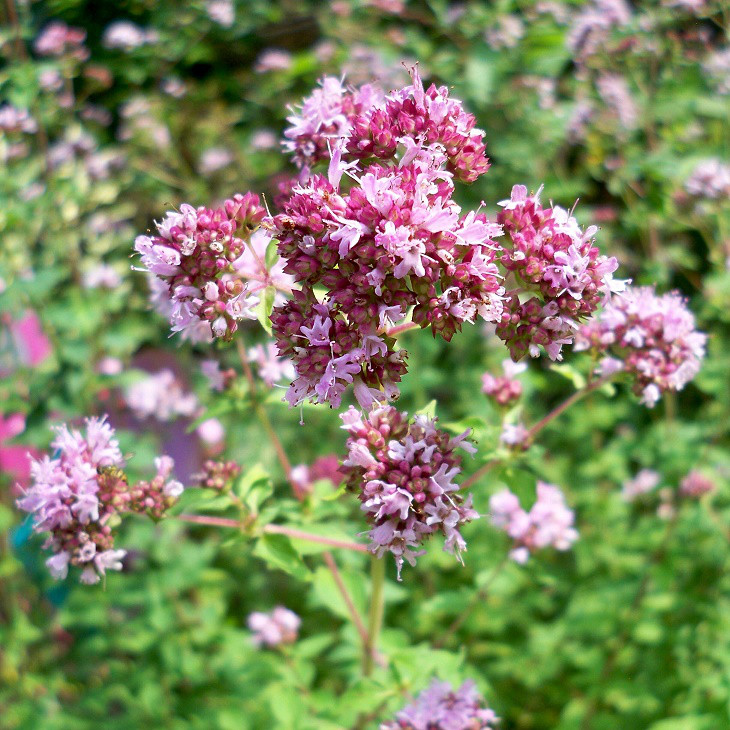 Саджанці Орегано (Материнка звичайна) (Origanum vulgare) Р9, фото 1