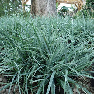 Саджанці Осоки повислої Блю Зінгер (Carex flacca Blue Zinger) Р9