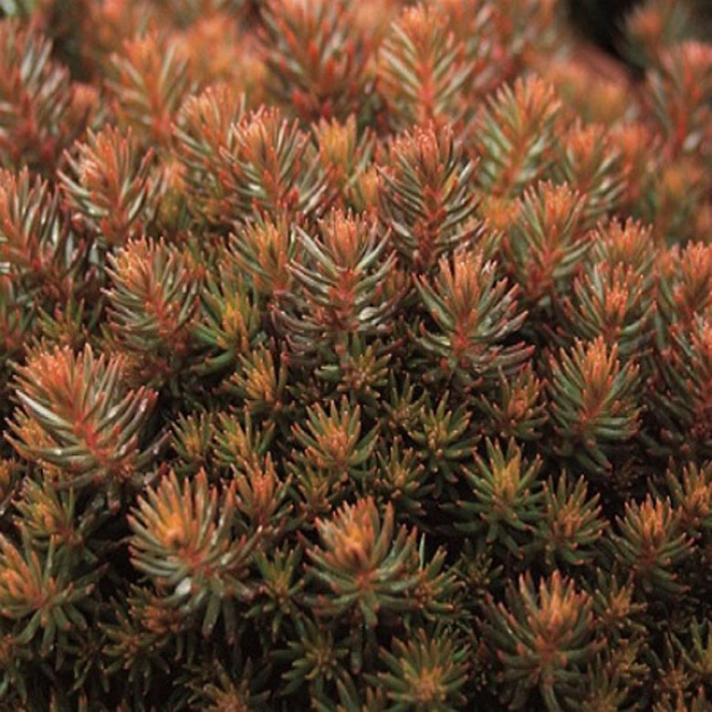 Саджанці Очитку Шоколадного Бол (Sedum reflexum Chocolate Ball) Р9, фото 1