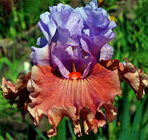 Кореневище Ірису Бородатого