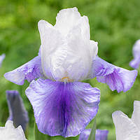 Корневще Ірис Бородатий Germanica Latest Style