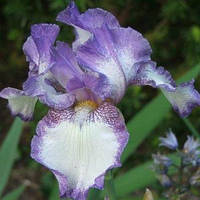 Корневще Ірис Бородатий Germanica Dencers Veil