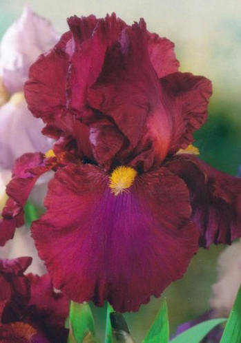 Корневище Ирис Бородатый Germanica Red Zinger, цена 102 грн — Prom.ua ...