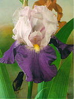 Корневще Ірис Бородатий Germanica Ambassadeur 2 шт.