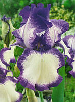Корневще Ірис Бородатий Germanica Circle step 2 шт.