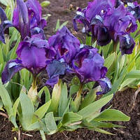 Корневще Ірис Карликовий Pumila Banbury Ruffles