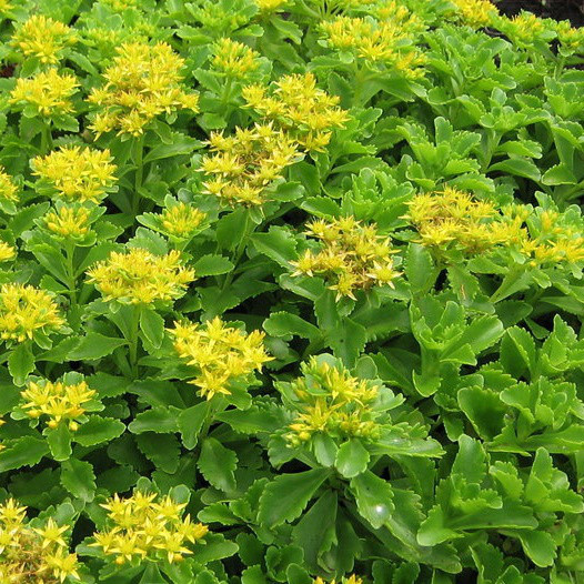 Саженцы Очитка (седум) Сельского Спирит (Sedum selskianum Spirit) Р9 - фото 1 - id-p646584756