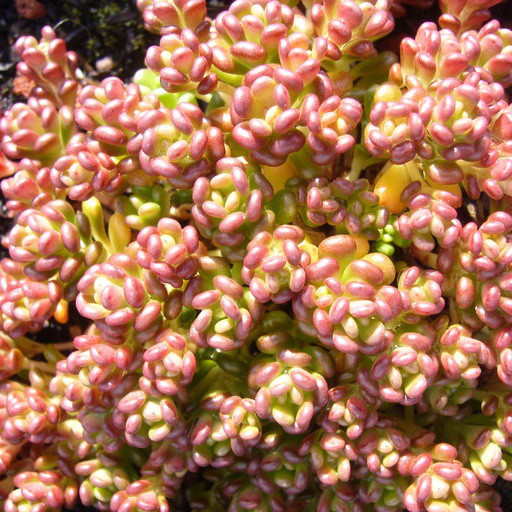 Саджанці Очитку Орегонського (Sedum Oreganum) Р9