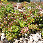 Саджанці Очитку Орегонського (Sedum Oreganum) Р9, фото 2