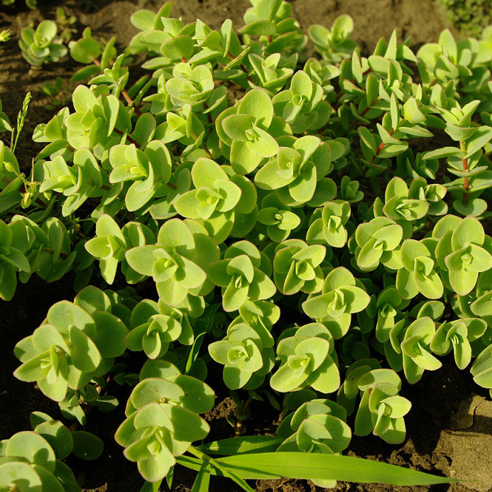 Саджанець Очитка Еверса (Sedum ewersii) Р9