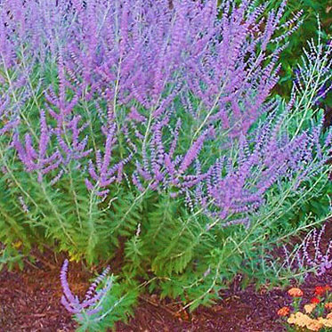 Саджанці Полину перовськії лебедолистної (Perovskia atriplicifolia) Р9