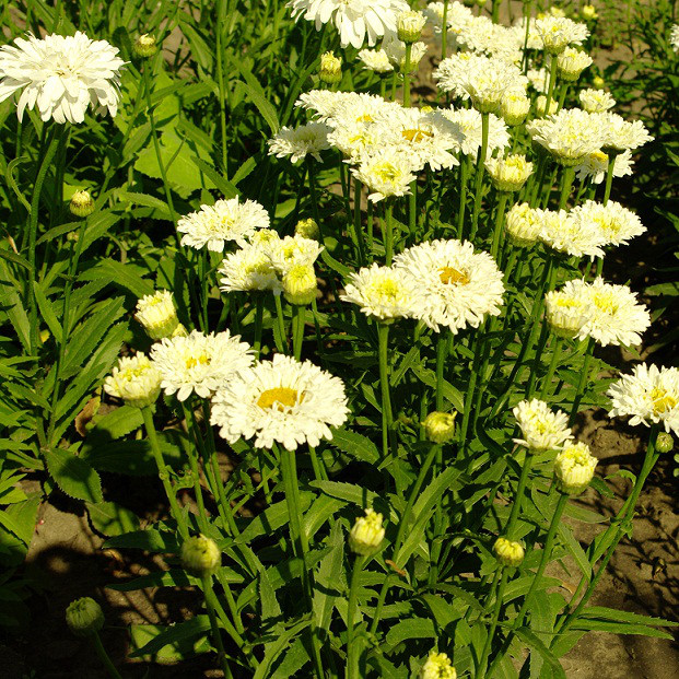 Саджанці Королиці Санні Сайд Ап (Leucanthemum Sunny Side Up) Р9, фото 1