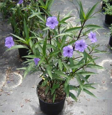 Саджанці Руеллії (Ruellia) Р9