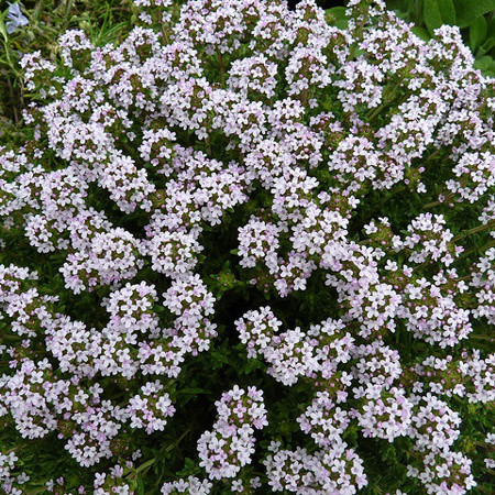 Саджанці Чебрецю звичайного (Thymus vulgaris) Р9, фото 1