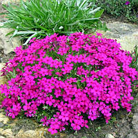 Саженцы Флокса Дугласа Крэкерджек (Phlox douglasii Crackerjack) Р9