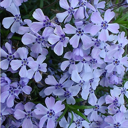 Саджанці Флокса шилоподібного блакитного (Phlox subulata Emerald Cushion Blue) Р9, фото 1