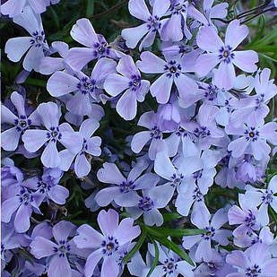 Саджанці Флокса шилоподібного блакитного (Phlox subulata Emerald Cushion Blue) Р9