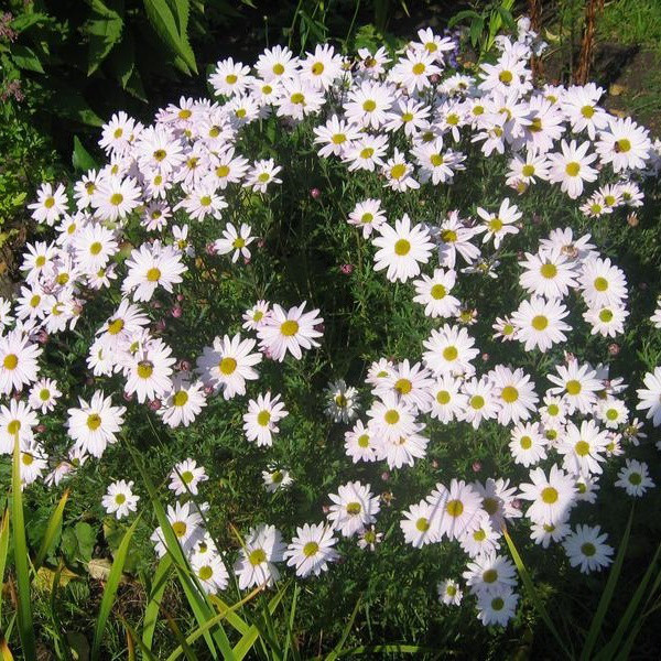 Саджанці Хризантеми арктичної (Chrysanthemum arcticum) Р9
