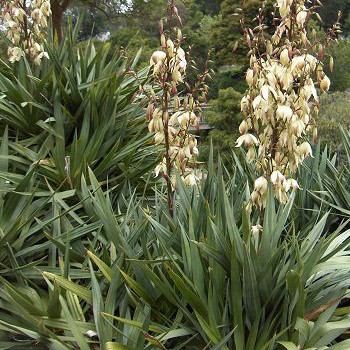 Саджанці Юки (Yucca)