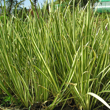 Саджанці Аїру ряболистного(Acorus calamus Variegatus), фото 1