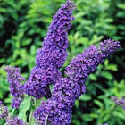 Саджанці Буддлеї Давида Нано Блю (Buddleja davidii Nanho Blue) Р9, фото 3