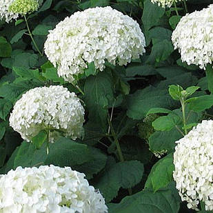 Саджанці Гортензії крупнолистної Біла (Hydrangea macrophylla) Р9