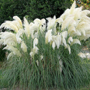 Саджанці Кортадерії, пампасної трави (Cortaderia)