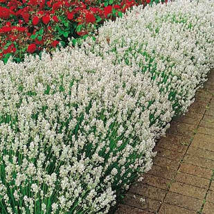 Саджанці Лаванди вузьколистої Сентива Сільвер (Lavandula angustifolia Sentivia Silver) Р9