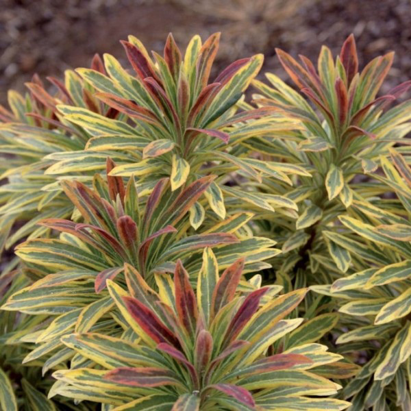 Саджанці Молочаю Аскот Мосту (Euphorbia Ascot Rainbow) Р9, фото 1