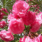 Саджанці Олеандра Рожевого Махрового (Nerium oleander) Р9, фото 2
