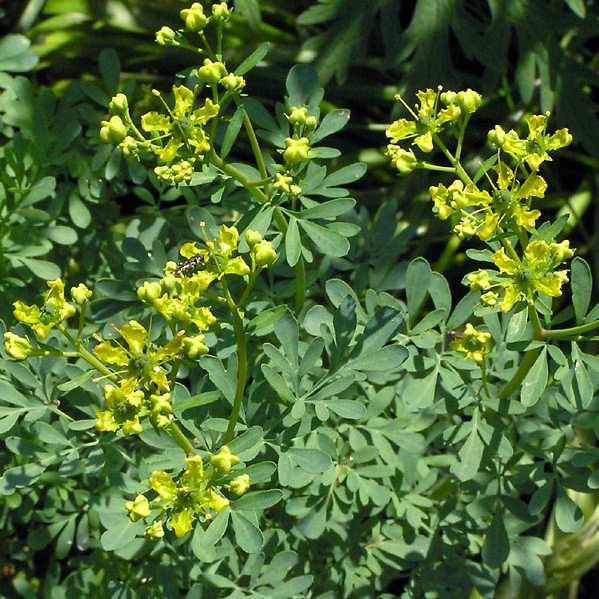 Саджанці Рути запашної (Ruta graveolens) Р9, фото 1