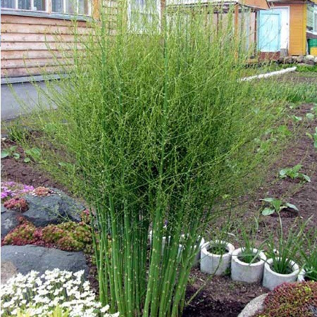 Сажанці Спаржі звичайної (Asparagus officinalis) Р9, фото 1