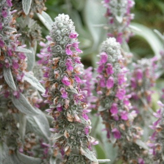 Саджанці Чистеця візантійського (Stachys byzantina) Р9, фото 1