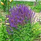 Саджанці Шавлії дібровної Карадонна (Salvia nemorosa Caradonna) Р9, фото 2