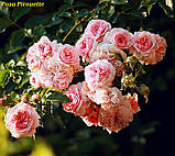 Троянда Pirouette штамб 100см, фото 4