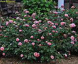 Троянда Pirouette штамб 100см, фото 5