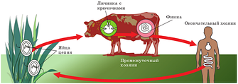 Бичачий ціп'як. Алгоритм лікування продукцією компанії NSP.