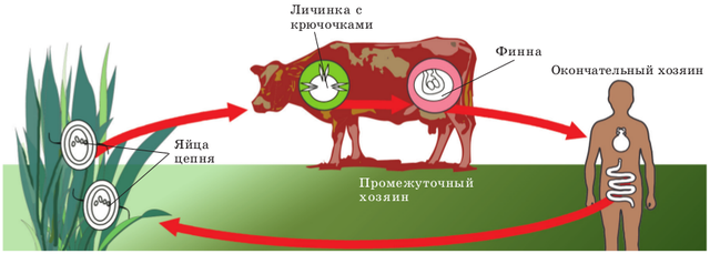 Бичачий ціп'як. Алгоритм лікування продукцією компанії NSP.