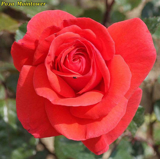 Роза Maintower (Главная башня) корень ОКС: продажа, цена в