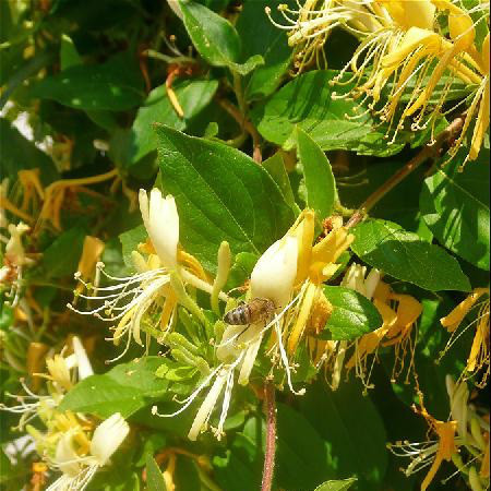 Саджанці Жимолості японської Халліана (Lonicera japonica Halliana) Р9